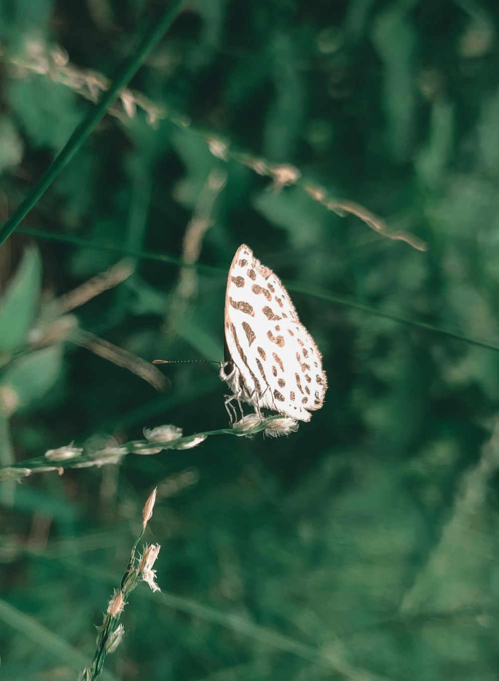 a butterfly sitting on top of a green plant