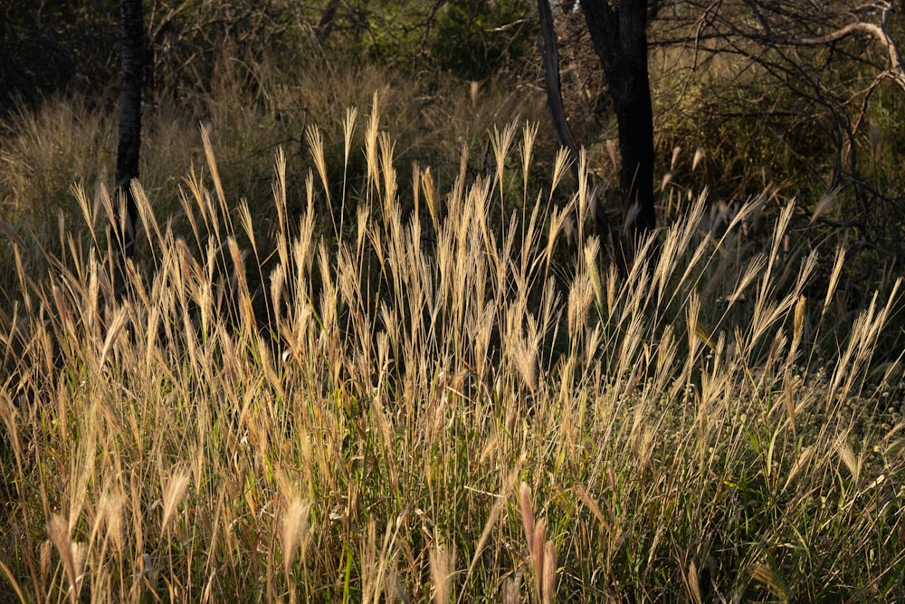 green grass field during daytime