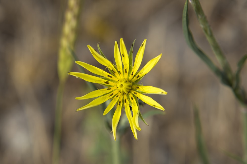 a close up of a yellow flower in a field