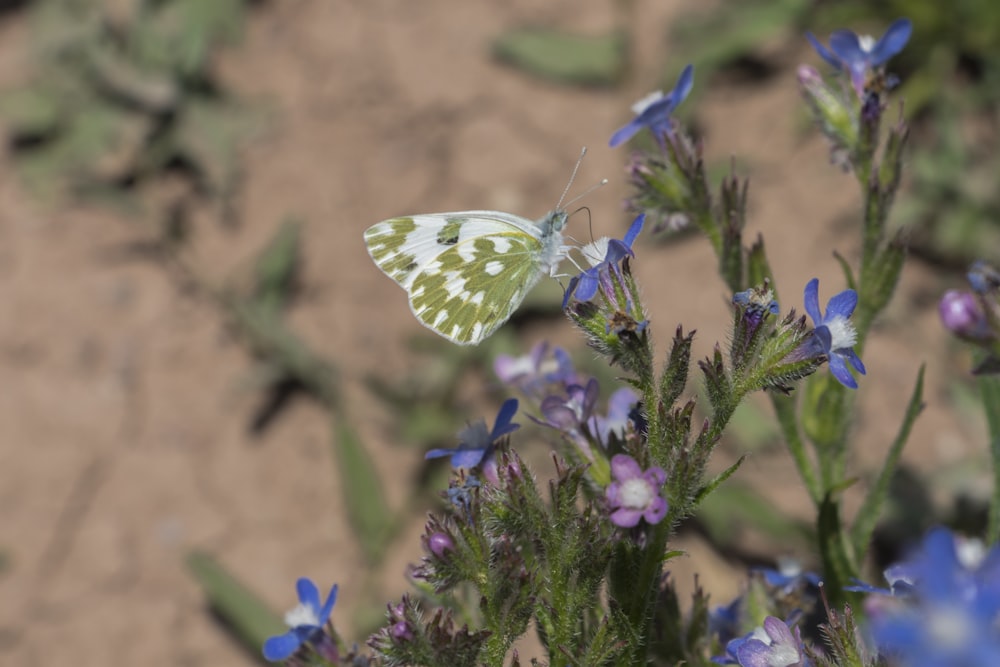 white and green butterfly perched on purple flower in close up photography during daytime