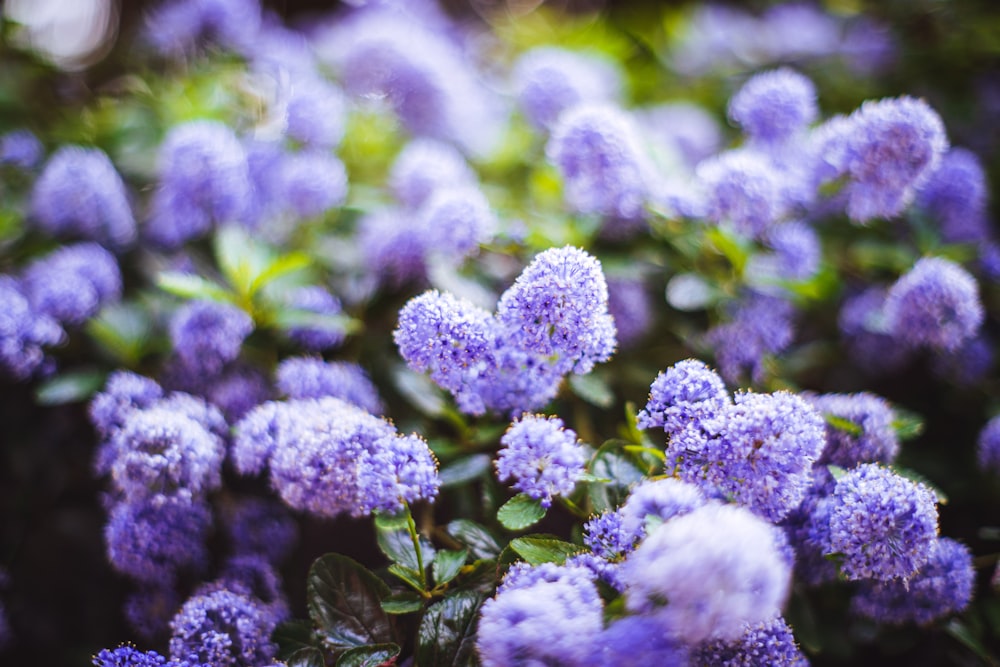 purple flowers in tilt shift lens