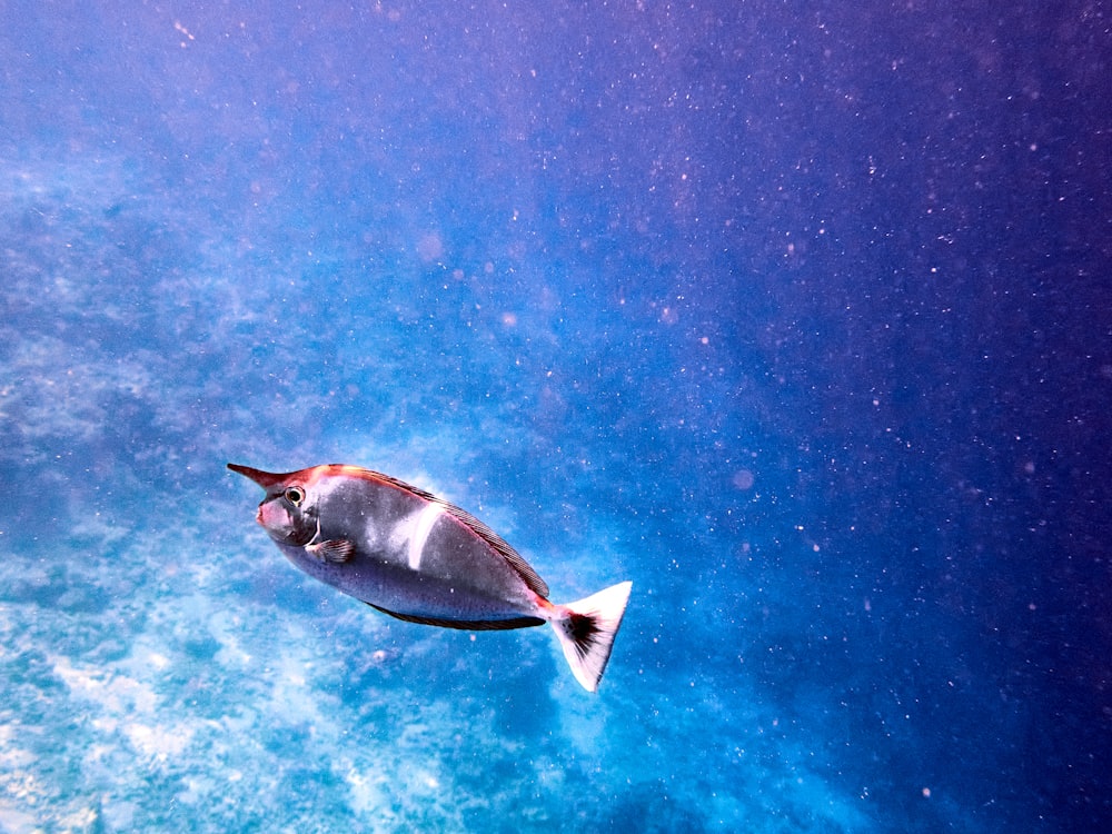 gray and white fish on water