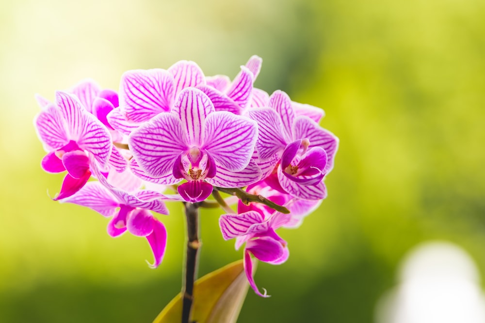 pink and white flower in macro shot