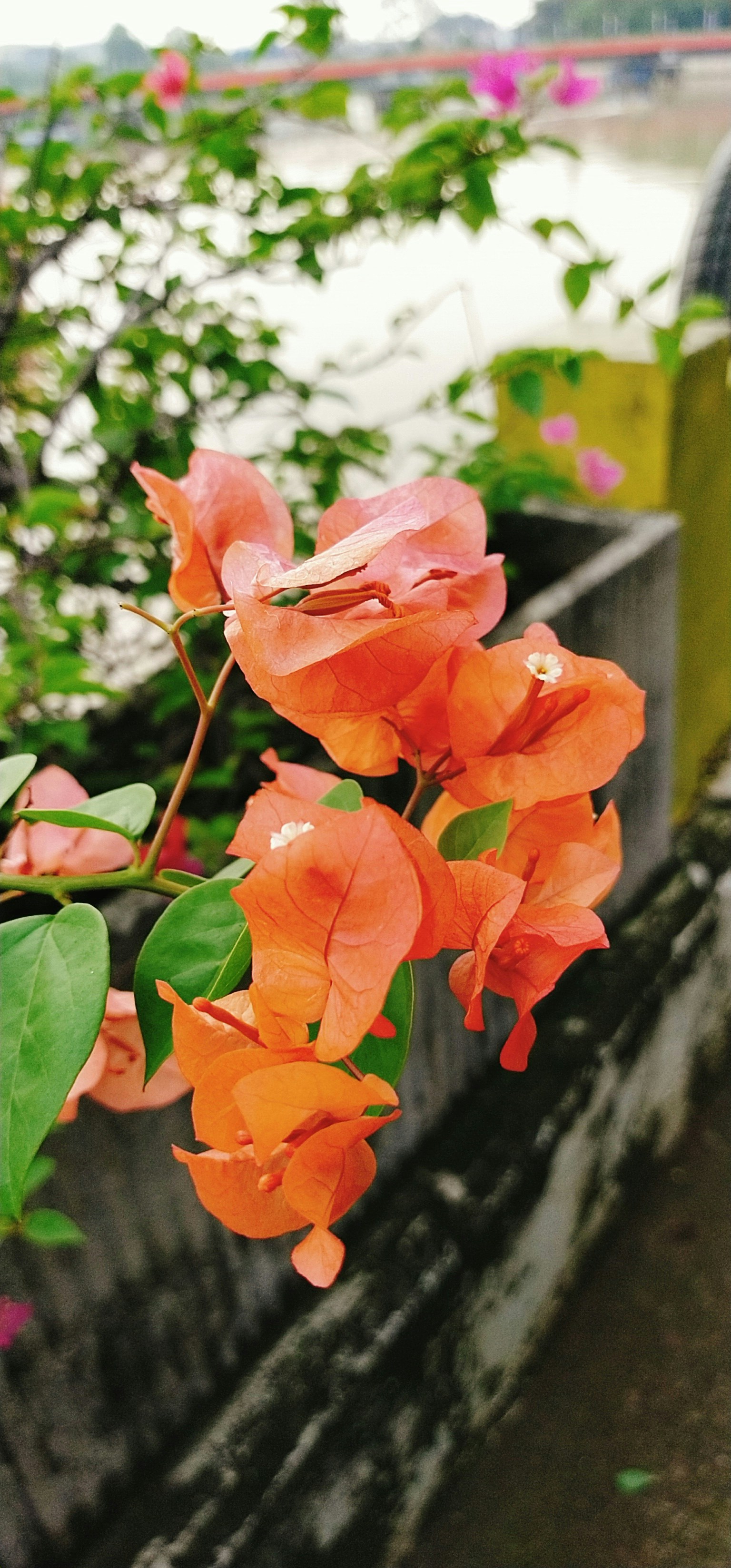 緑の葉と赤い花の写真 Unsplashで見つける工場の無料写真