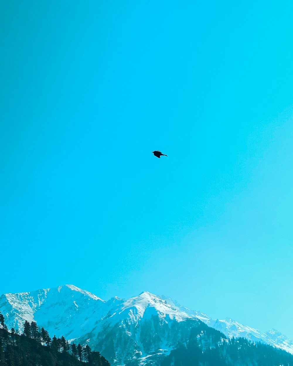 black bird flying over snow covered mountain during daytime