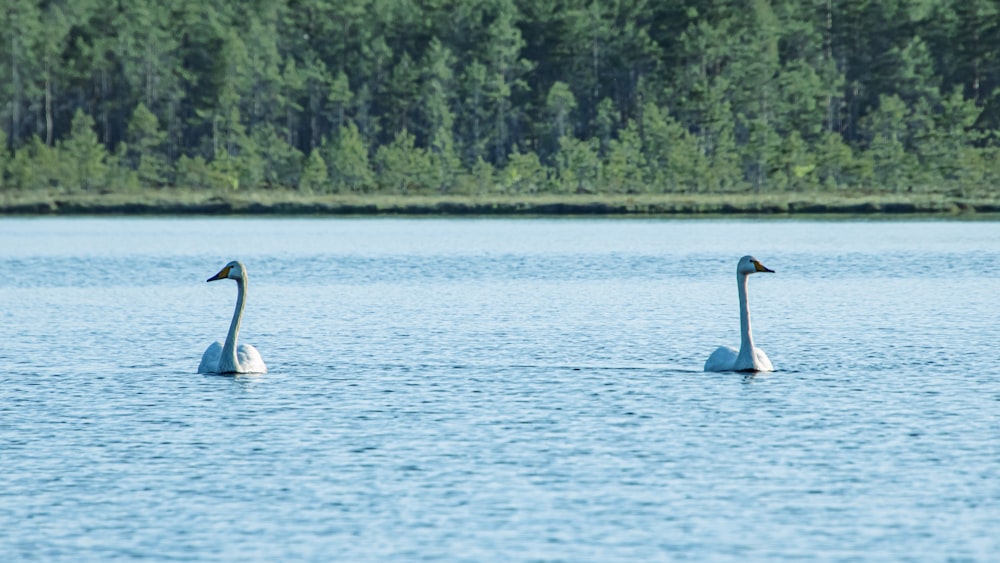 2 swans on water during daytime