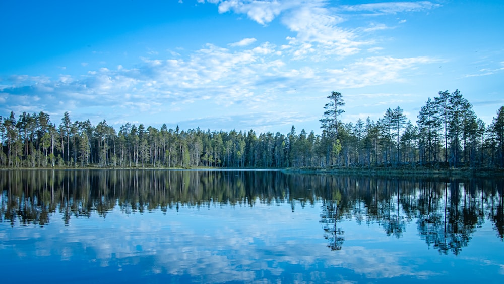 green trees beside body of water under blue sky during daytime