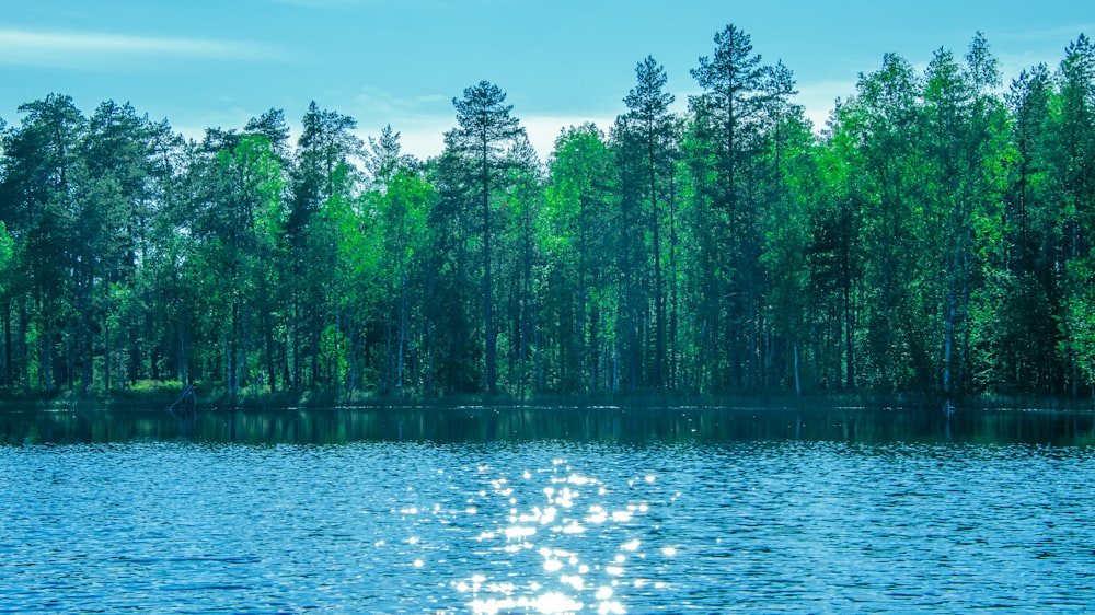 green trees beside body of water during daytime