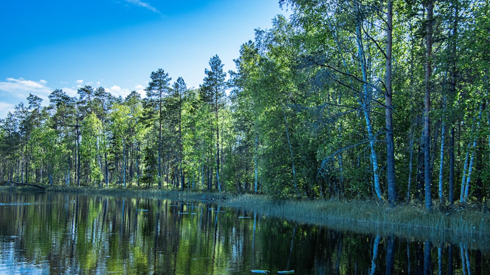 green trees beside body of water under blue sky during daytime