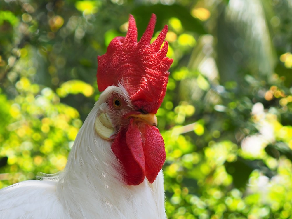white and red rooster in close up photography