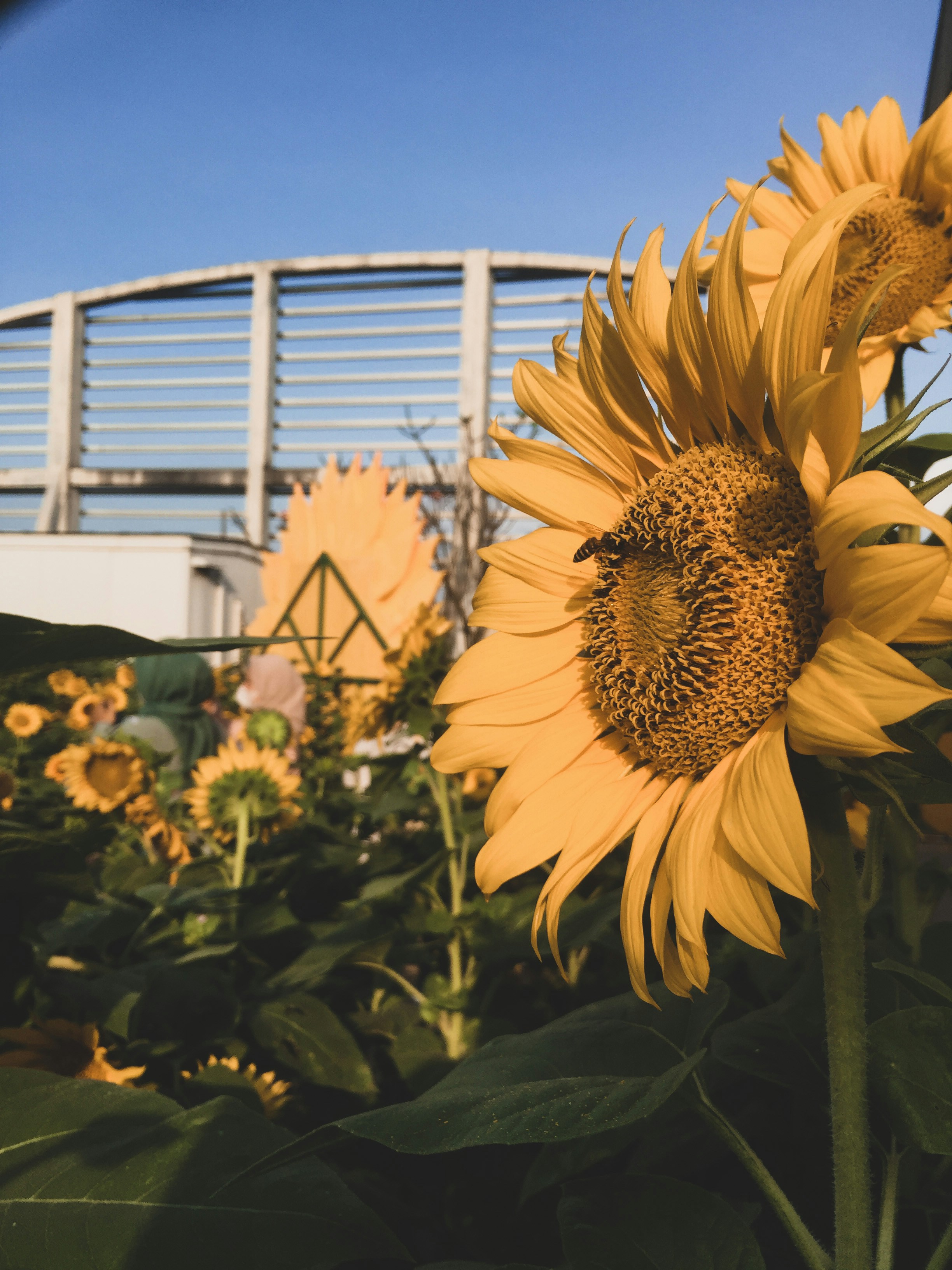 Sunflower Seeds