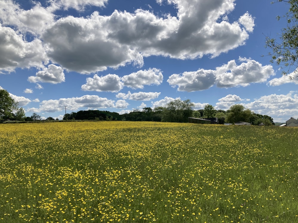 green grass field under blue sky and white clouds during daytime