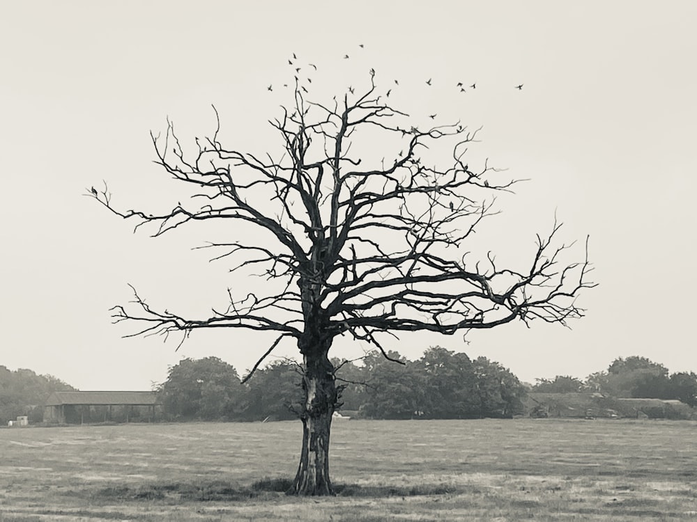 Blattloser Baum auf grünem Grasfeld