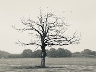 leafless tree on green grass field by Ron Szalata (@szalata)