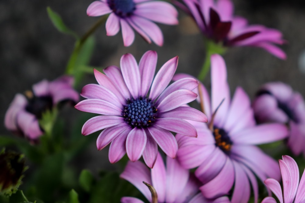 pink and white flower in tilt shift lens