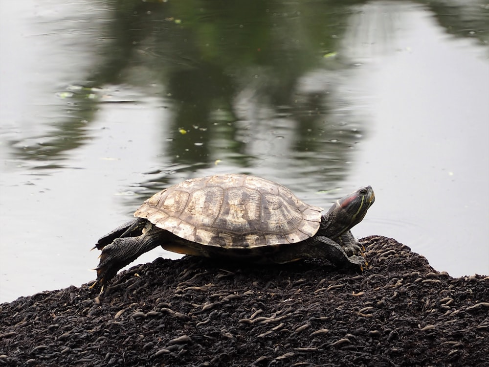 brown turtle on brown soil near body of water during daytime