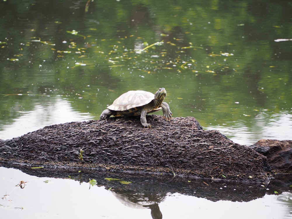 brown turtle on brown rock near body of water during daytime