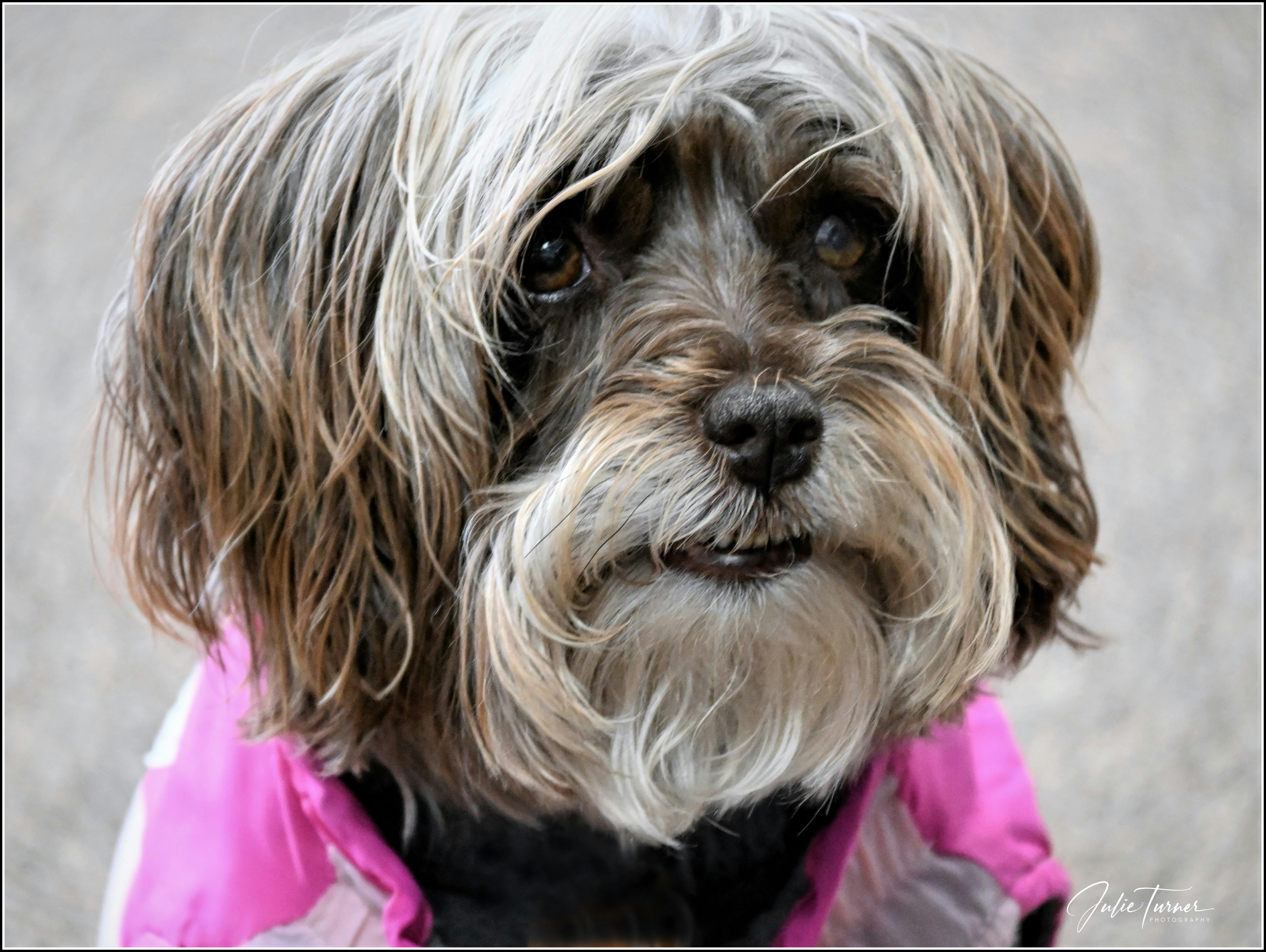 thoughtful pet memorial gift idea - white and black long coat small dog