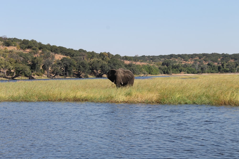brown elephant on green grass field near body of water during daytime