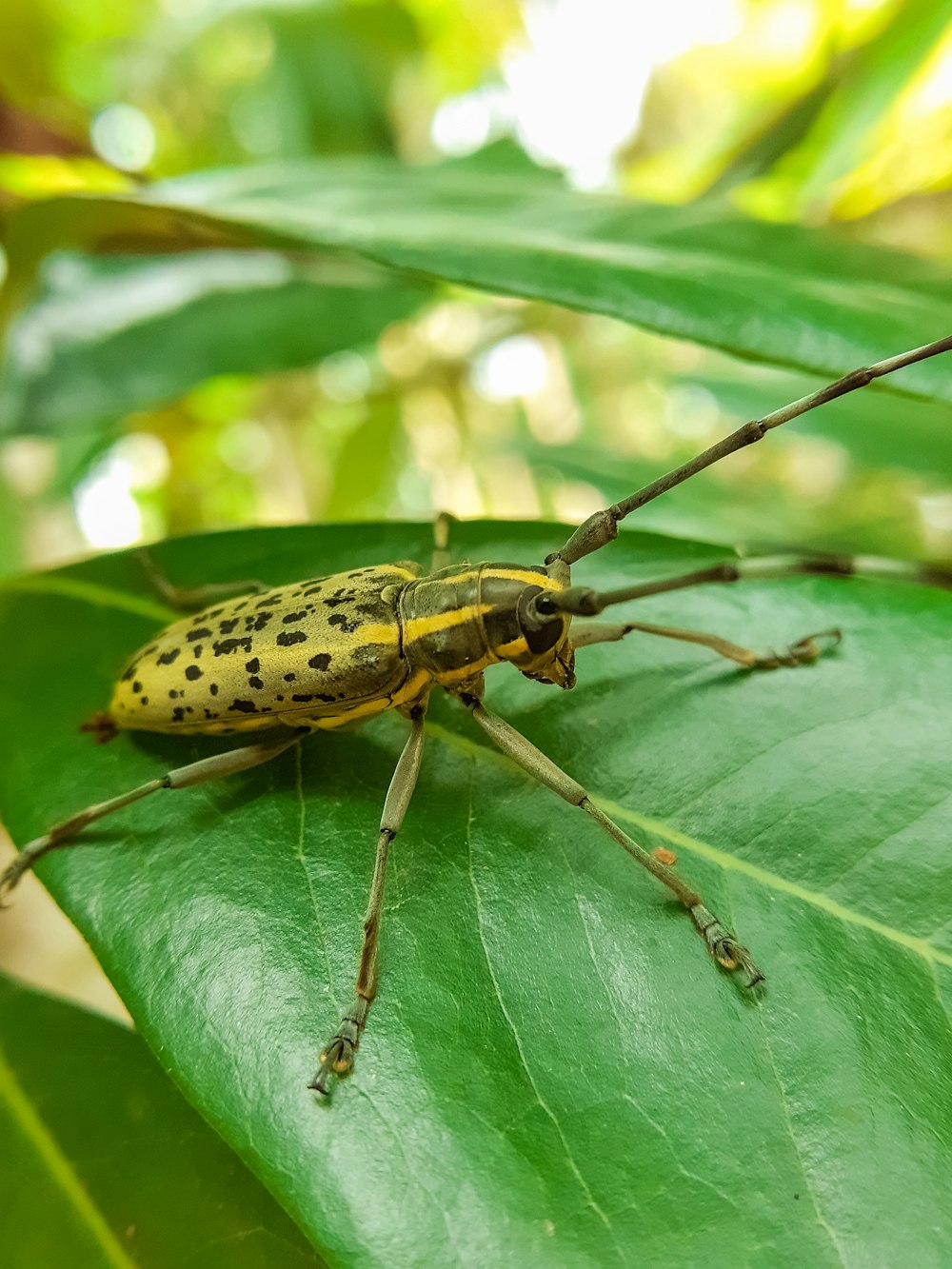 black and white bug on green leaf during daytime