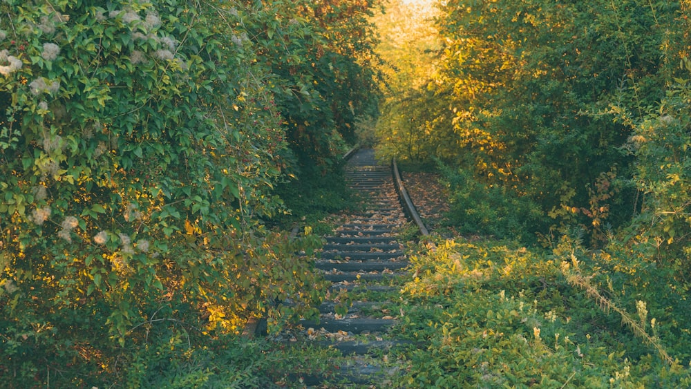 gray wooden stairs in the middle of green trees