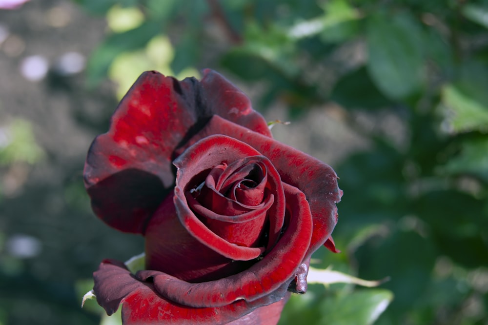 red rose in bloom during daytime