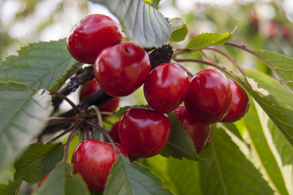 frutos rojos redondos sobre hojas verdes