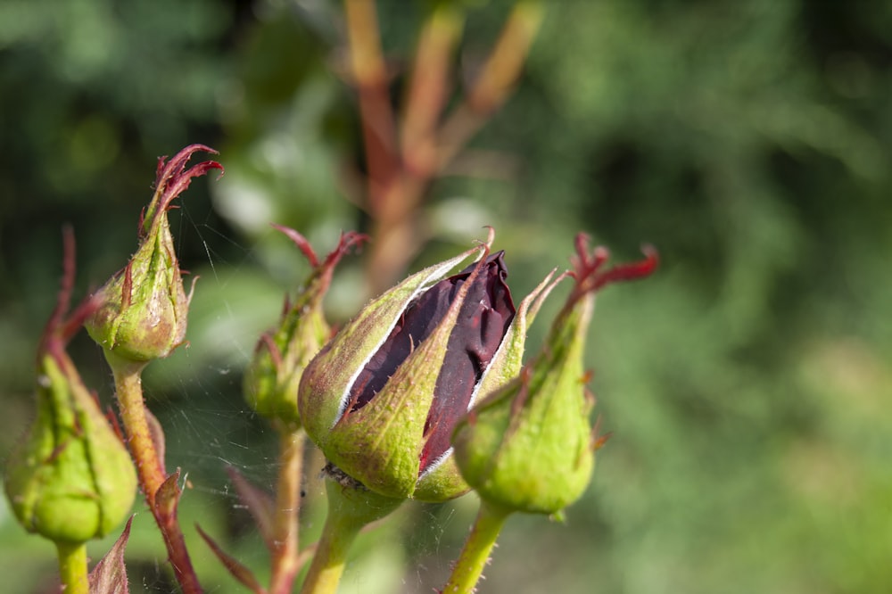 red and green plant in close up photography