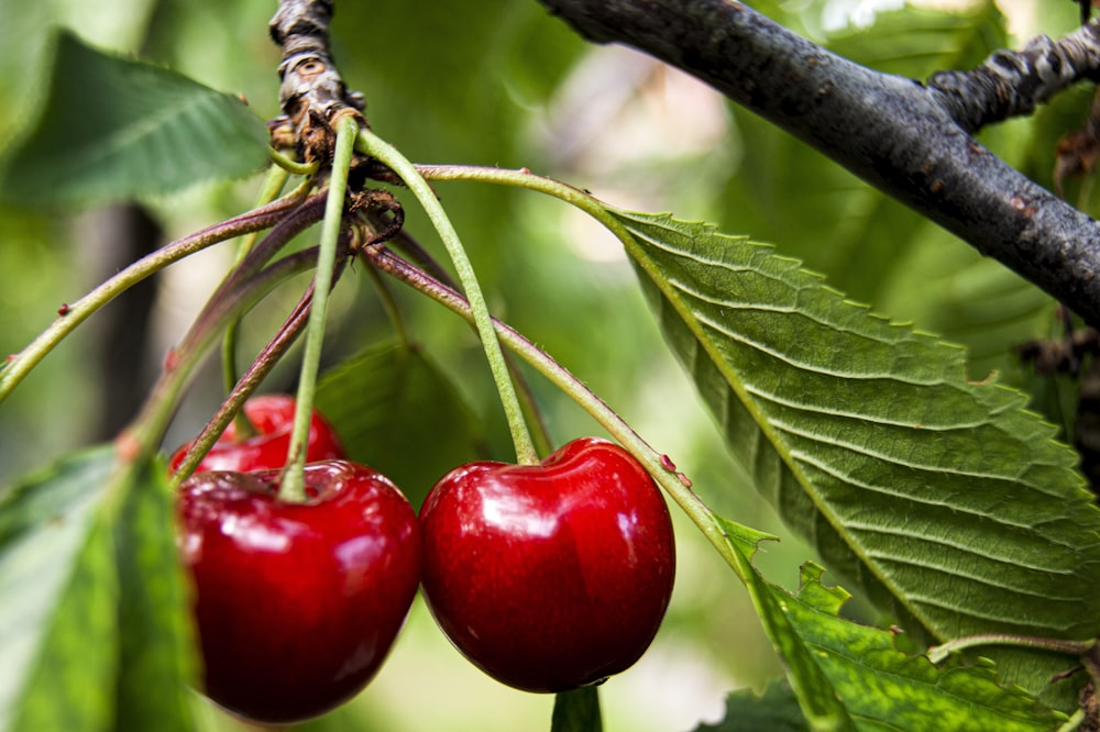 red cherry fruit on brown tree branch