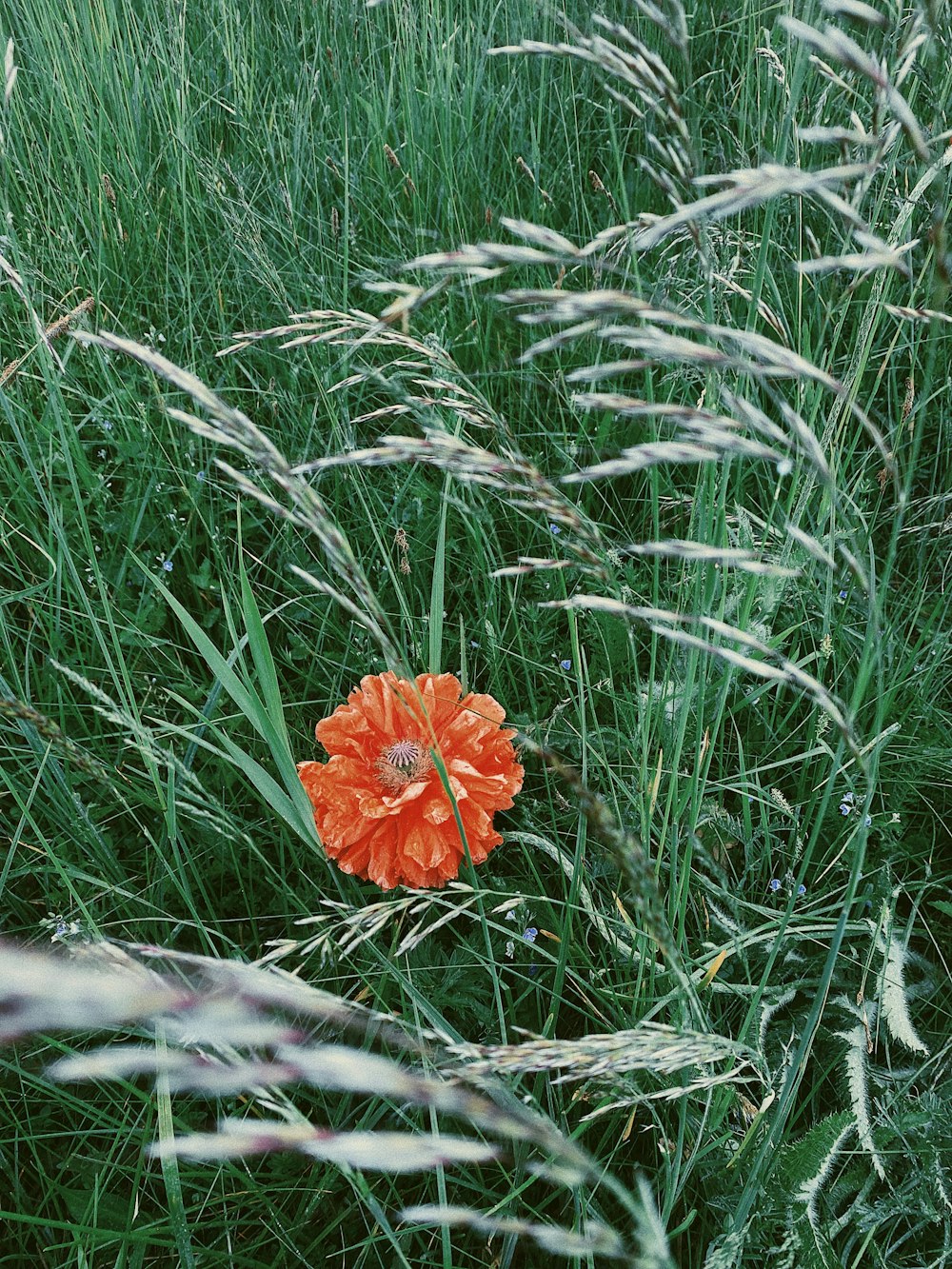 red flower on green grass
