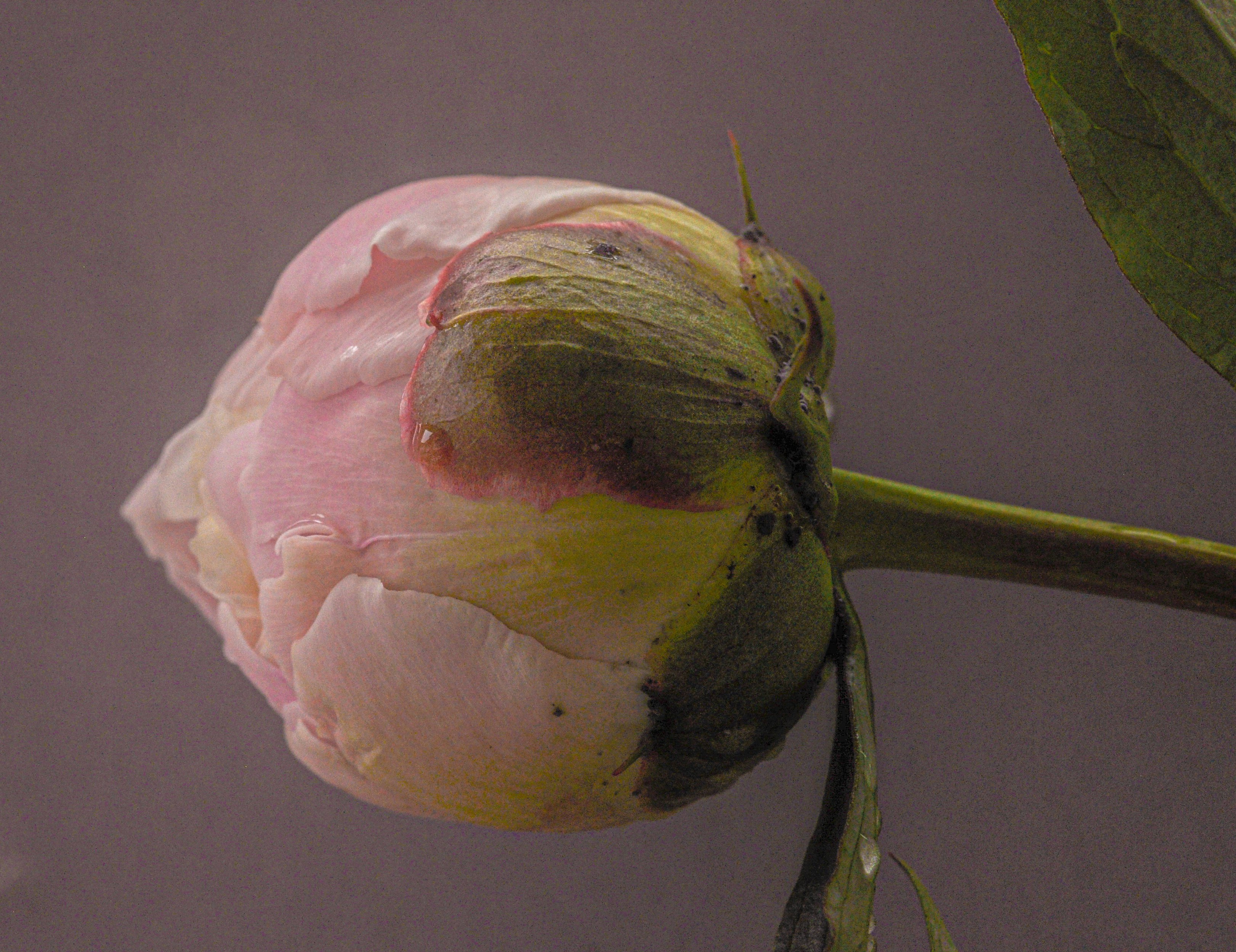 Peony - Pfingstrose - Waiting for the sun