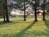 green grass field with trees during daytime