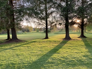 green grass field with trees during daytime