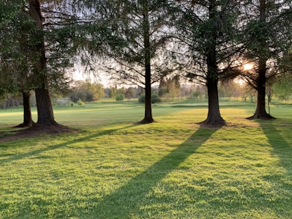 green grass field with trees during daytime