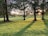 green grass field with trees during daytime