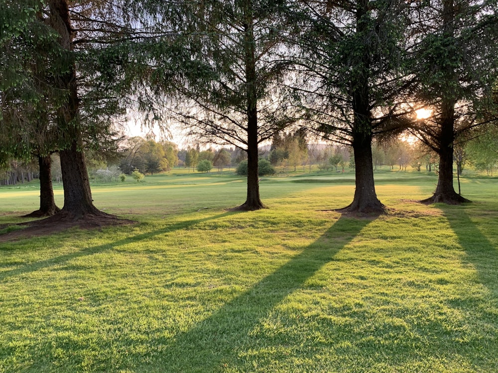 green grass field with trees during daytime