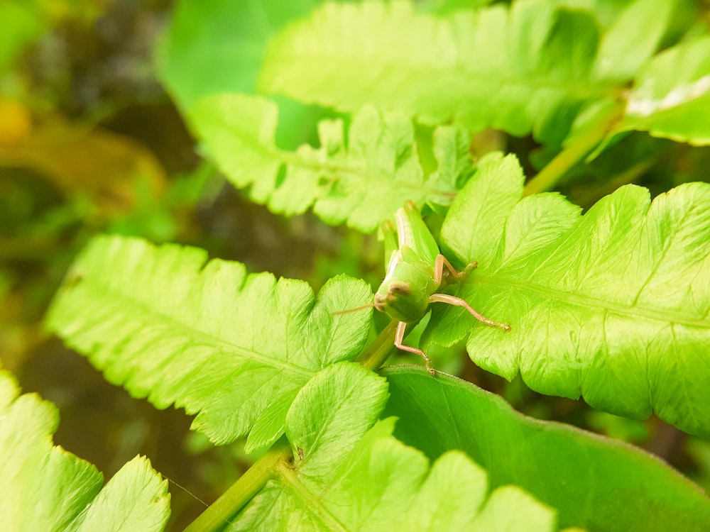 cavalletta verde su foglia verde