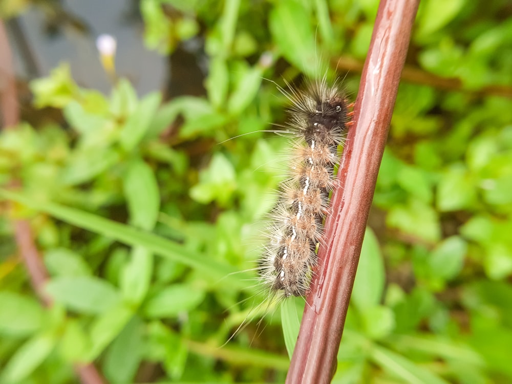 brown and black caterpillar on green stem