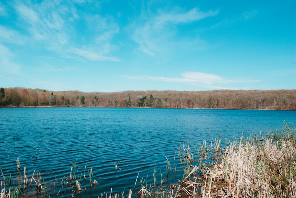 brown grass near body of water during daytime