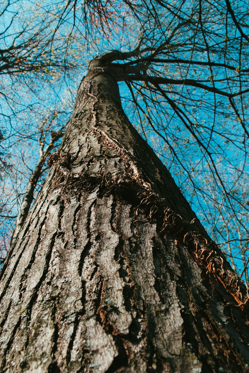 brown tree trunk during daytime