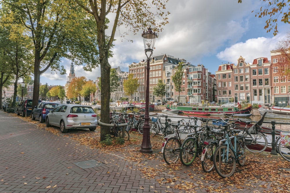 parked bicycles near green trees and cars during daytime