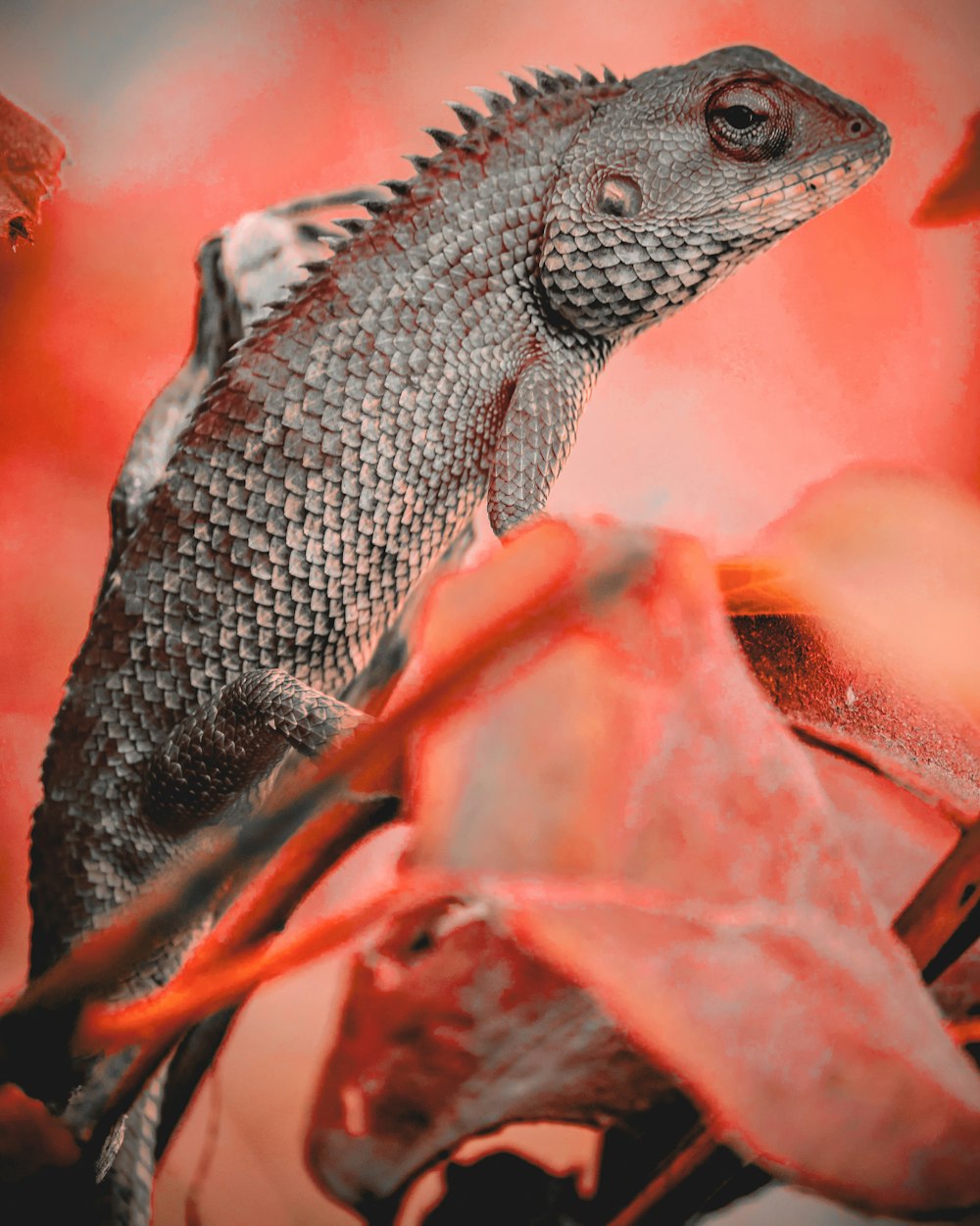 black and white lizard on brown wood