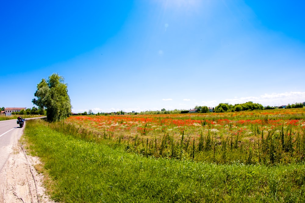 green grass field under blue sky during daytime