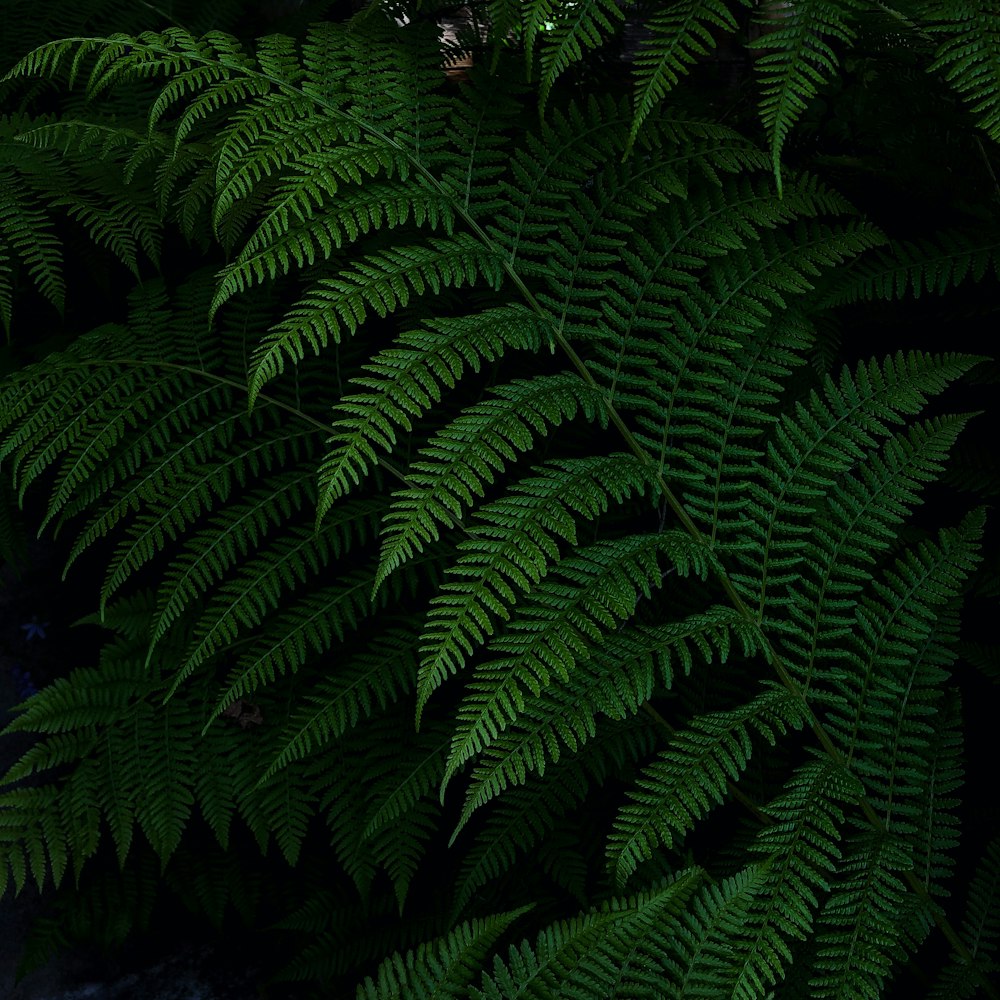 green fern plant during night time