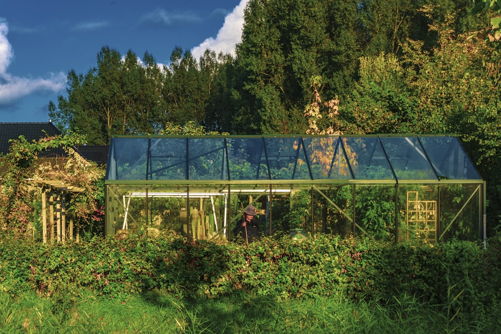 plantes vertes sur le champ d’herbe verte pendant la journée