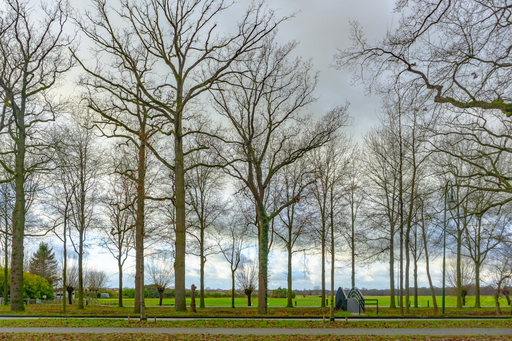 people walking on green grass field surrounded by bare trees