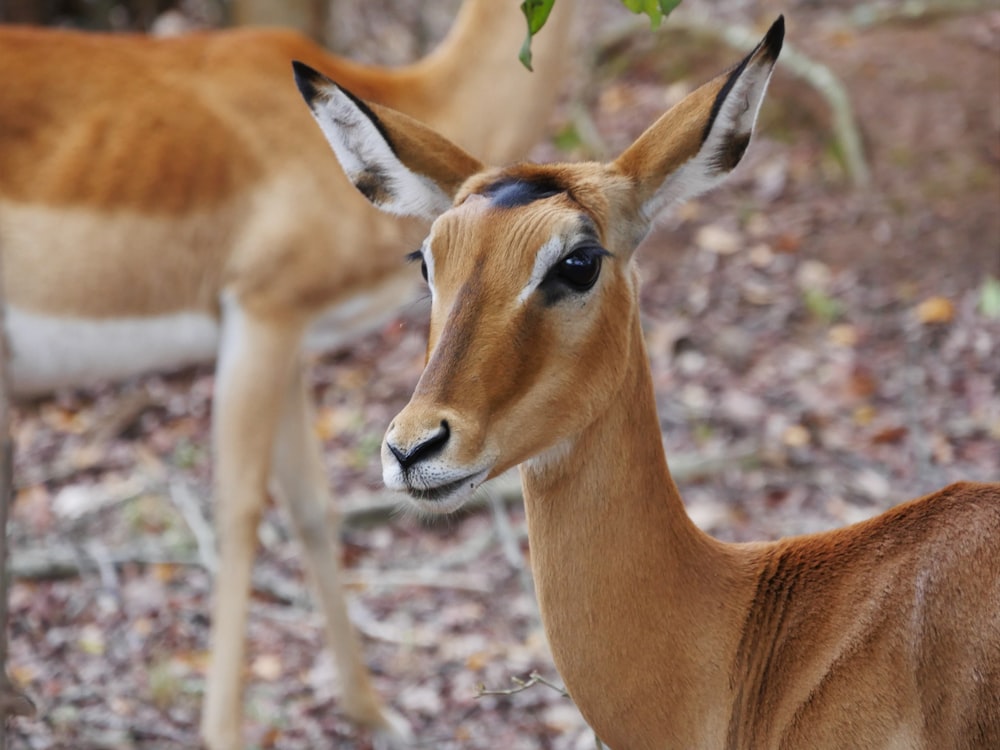 Una pareja de ciervos parados en la cima de un bosque