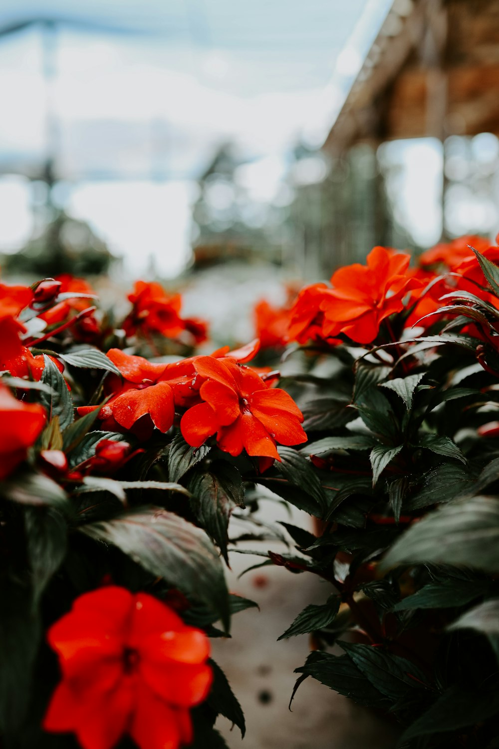 red flowers in tilt shift lens