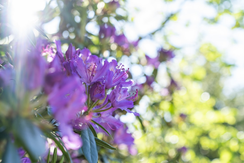 a close up of purple flowers on a tree