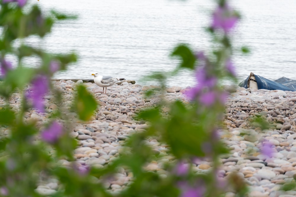 a person laying on a rocky beach next to a body of water